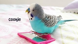 Budgie singing to Mirror  Budgie sounds [upl. by Noakes]