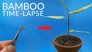 BAMBOO Growing From Seed Timelapse [upl. by Amat]