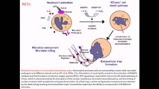 Rheumatoid Arthritis  Lifestyle Options  Johns Hopkins [upl. by Ibib]