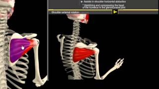 Infrapinatus amp Pectoralis Minor Muscle Motion amp Anatomy [upl. by Tilagram]