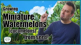 Growing Cucamelons from Seed  Step by Step Guide PLUS GERMINATION UPDATE [upl. by Jada]