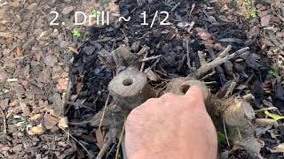 How to remove holly bush and roots [upl. by Emilee]