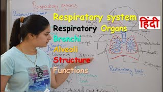 Respiratory system anatomy amp physiology in hindi  Organs  structure  functions [upl. by Aryhs]