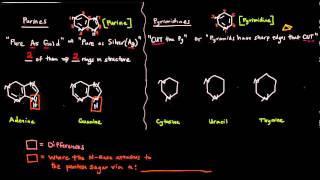 The Nitrogenous Bases  Purines and Pyrimidines [upl. by Asiulairam]