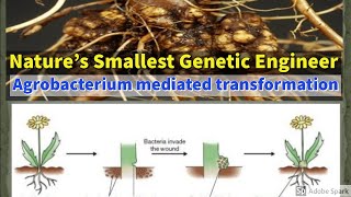 Agrobacterium mediated transformation  Intro amp mechanism Cointegrate vector amp Binary vector [upl. by Assyn431]