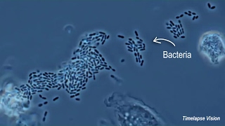 Immune Cells Eating Bacteria Phagocytosis [upl. by Madison]