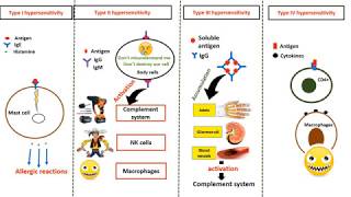 Hypersensitivity types in 4 minutes [upl. by Nazarius131]