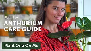 Ultimate ANTHURIUM Flamingo Flower Care Guide — Ep 195 [upl. by Atselec]