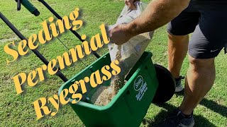 Perennial Ryegrass Project  New Seed on the Putting Green [upl. by Sheldon26]