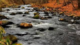 Relaxing River 10 Hours Peaceful Stream River Sounds for Sleep Relaxing Study ASMR [upl. by Tdnerb]