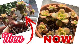 HOW TO FIX LEGGY AEONIUM KIWI pruning replanting aeonium UKPlantMom [upl. by Ieso]