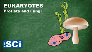 Protists and Fungi [upl. by Sanburn311]