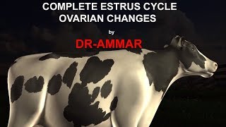 ESTRUS CYCLE IN COW [upl. by Neliac]