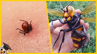 Die 10 gefährlichsten Insekten der Welt [upl. by Annawek]