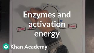 Enzymes and activation energy  Biomolecules  MCAT  Khan Academy [upl. by Amlus]