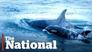 Orca Baby Boom Off Vancouver Island [upl. by Edee]