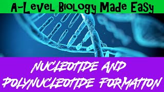 Nucleotide and Polynucleotide formation  A Level Biology Made Easy [upl. by Armington960]