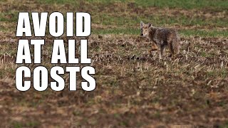 Beginner Coyote Hunting Mistakes  Part One [upl. by Biddie]