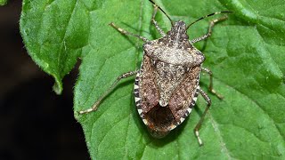 How to Get Rid of Stinkbugs  HouseSmarts Radio [upl. by Faruq]