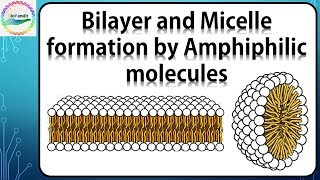 Bilayer and Micelle formation by Amphiphilic molecules [upl. by Nora]