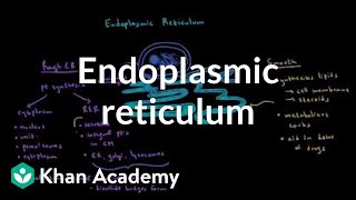 Endoplasmic reticulum and golgi apparatus  Cells  MCAT  Khan Academy [upl. by Ravo]