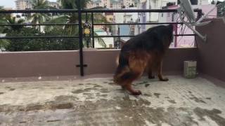 Angry German shepherd Dog barking [upl. by Chilcote]