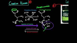 Creatine KinasePhosphagen System [upl. by Bray7]