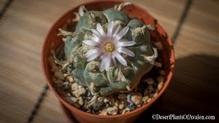 How to grow amp care for Lophophora williamsii  The Peyote Cactus [upl. by Odirfliw583]