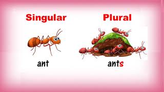 Singular and Plural Nouns  Class 1  CBSE [upl. by Atnauq46]