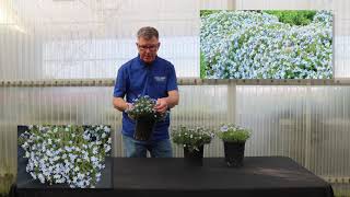 TERRA NOVA® Nurseries Inc  Lithodora Crystal Blue [upl. by Nannoc]