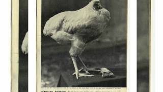 Mike the Headless Chicken [upl. by Omer255]