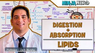 Gastrointestinal  Digestion amp Absorption Of Lipids [upl. by Leduar]