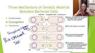 Bacterial Genetics [upl. by Joellyn]