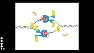 Bacterial DNA Replication [upl. by Ear703]