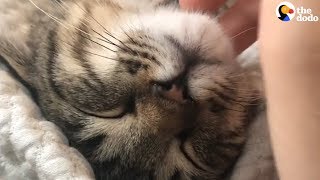 Cat Purring Has To Be The Most Relaxing Sound Ever  The Dodo [upl. by Elok]