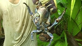 Catching Giant Coconut Crab alive [upl. by Krongold667]