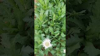 khas khasखसखस poppy seeds Plantsshorts [upl. by Evreh649]