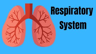 Respiratory System Basics [upl. by Oihsoy]