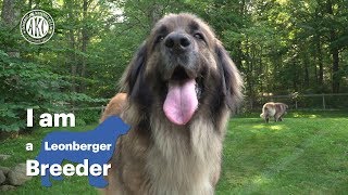 I am a Leonberger breeder  Alida Greendyk [upl. by Adihaj570]