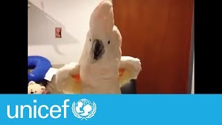 These parrots will make you say WTF  UNICEF [upl. by Zachery]