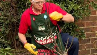 How To Prune Roses  DIY At Bunnings [upl. by Tnirb]