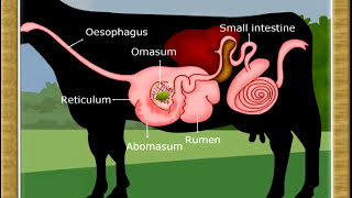 Life ProcessDigestion in Ruminants07 [upl. by Sardse]