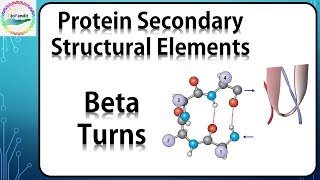 Beta Turns in Proteins [upl. by Hanahs101]