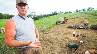 Pasture Perfect Pigs at Scale 400 [upl. by Narud]