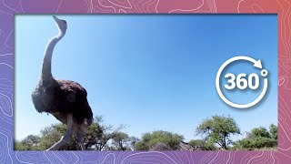 Ostrich Running with Babies in 4K 360 Wildlife and Nature [upl. by Chamberlin]