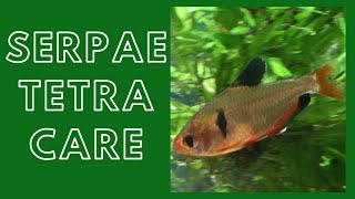 Serpae Tetra Care Guide Red Minor Tetra [upl. by Esiuolyram458]