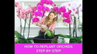 ORCHID CARE 🍃REPOTTING ORCHIDS REPLANTING ORCHIDS 🌿 Shirley Bovshow [upl. by Drehcir848]