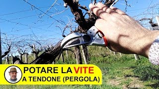 POTARE LA VITE A TENDONE O PERGOLA [upl. by Aisul]