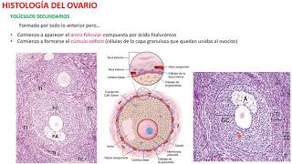 Histología del Ovario [upl. by Laius276]