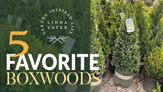 My 5 Favorite BOXWOOD Varieties [upl. by Ovid]